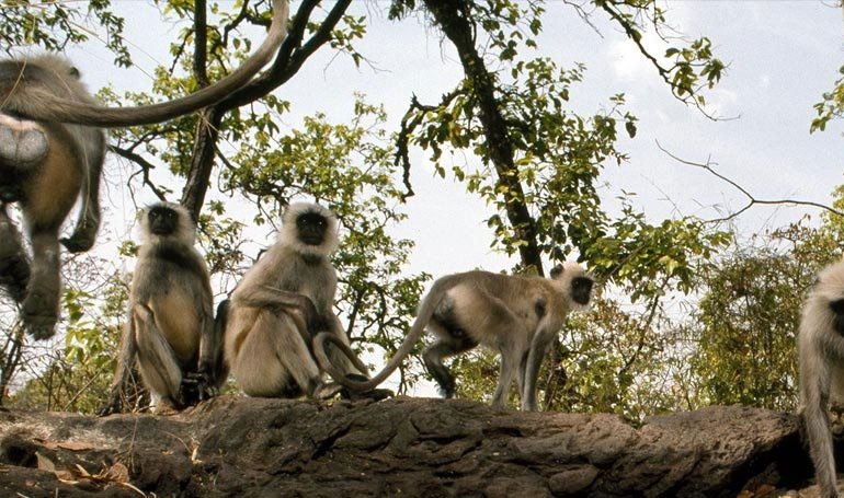 bandhavgarh-wildlife