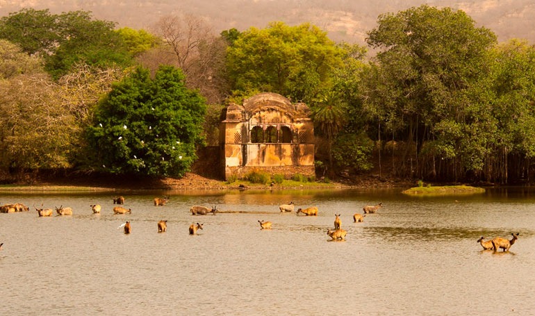 ranthambore-wildlife