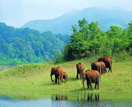 honeymoon in Periyar