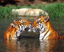 Rajasthan honeymoon Wildlife